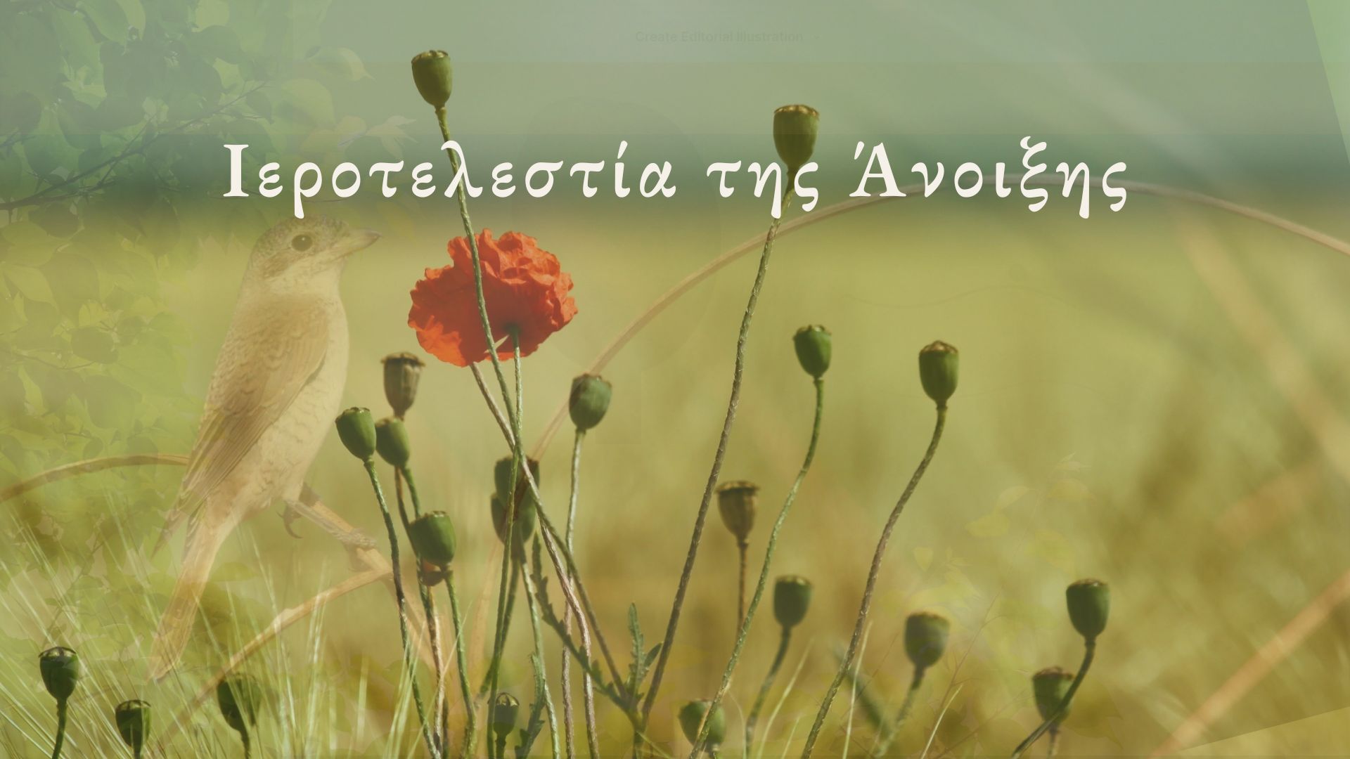 editorial spring xxxx